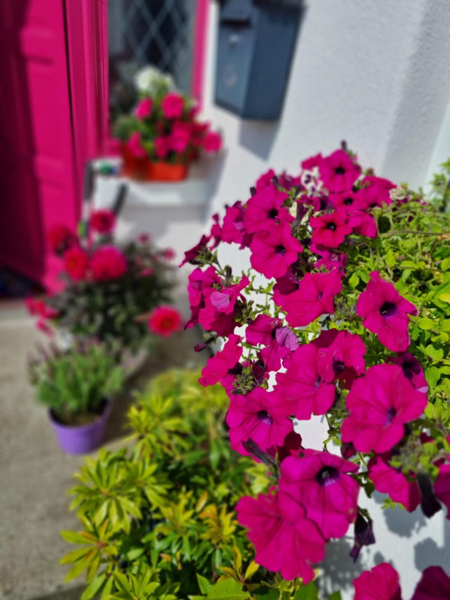 The Pink Door Apartment Killala Exterior foto